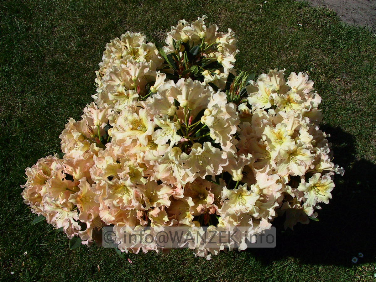 Rhododendron Bernstein 01.JPG